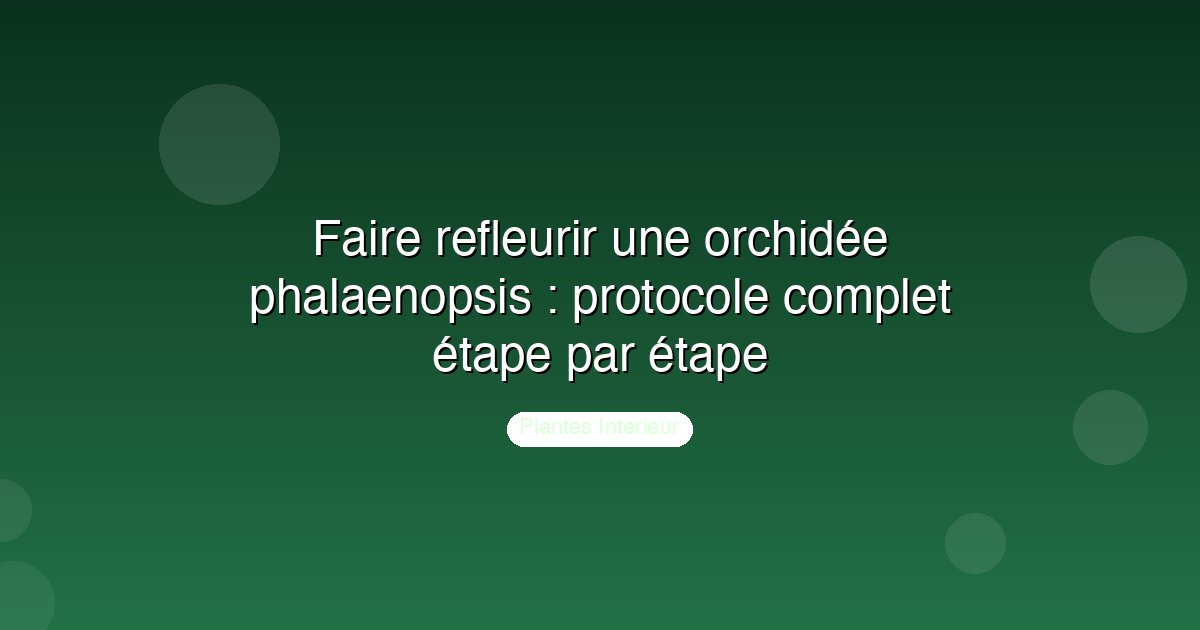 Faire refleurir une orchidée phalaenopsis : protocole complet étape par étape